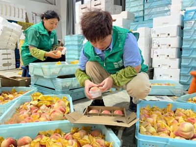 搭乘即時(shí)零售快車，南匯水蜜桃告別‘樹下熟’邁向新篇章