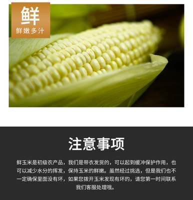 鮮香軟糯，現(xiàn)摘現(xiàn)發(fā)——品味方山館山西呂梁新鮮白糯玉米