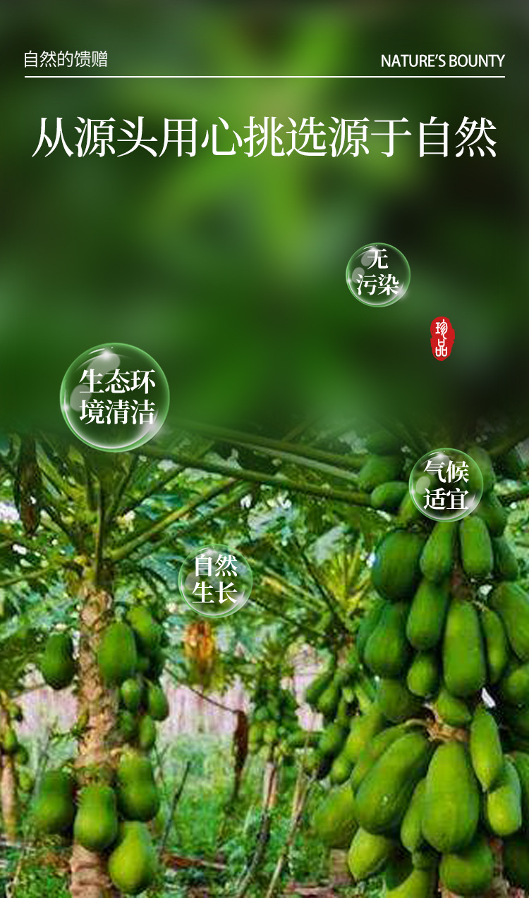 中華藥都珍品 干木瓜絲初級農(nóng)產(chǎn)品的選購與價值