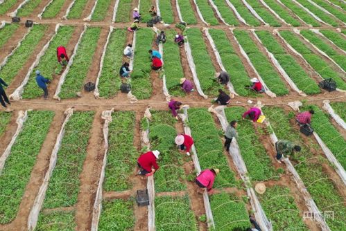 瞰縣域丨甘肅成縣 小品種逆襲，編織強(qiáng)縣域大網(wǎng)