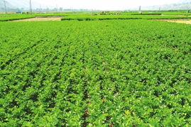 蘭州市農(nóng)產(chǎn)品質(zhì)量安全邁向新臺階 初級農(nóng)產(chǎn)品檢測基本實(shí)現(xiàn)全覆蓋