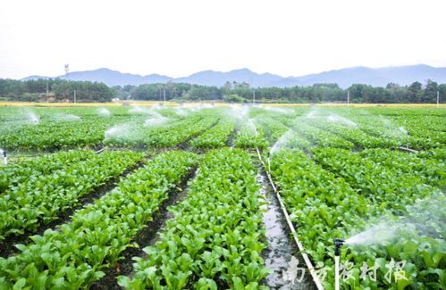 連州特產(chǎn)升級記 從地理標(biāo)志農(nóng)產(chǎn)品到地理標(biāo)志保護(hù)產(chǎn)品的跨越