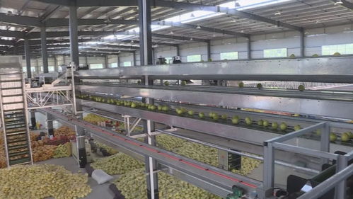 平和蜜柚 中國特色農產品優勢區的金色名片