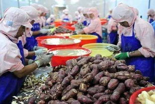 2017年，錯過這些初級農產品好項目，農民朋友們或將后悔